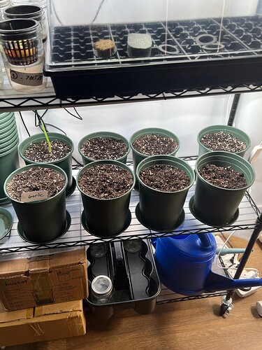 Garlic Day 22