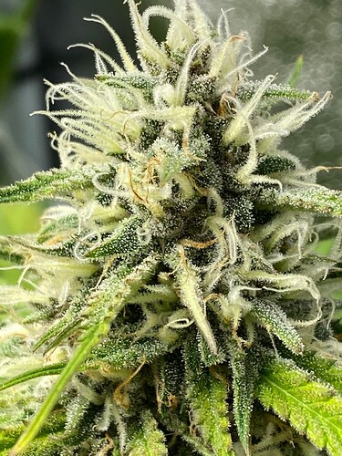 Key Lime Crush Day 62