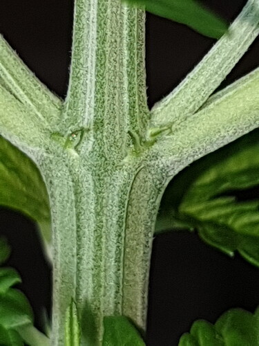 2020-06-05-21-36-52-247