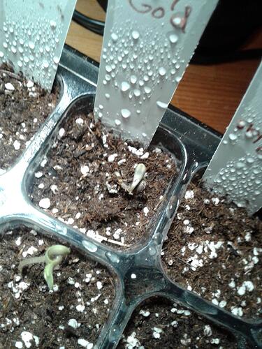 GN April 22 SkyGod bean 2 popping out of soil