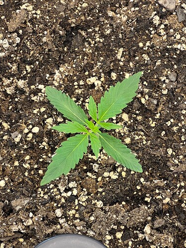 Monkey Slapz in the soil Day 10