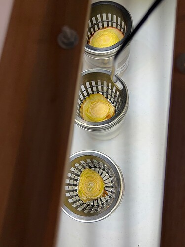 Onion Sprouts Day 26