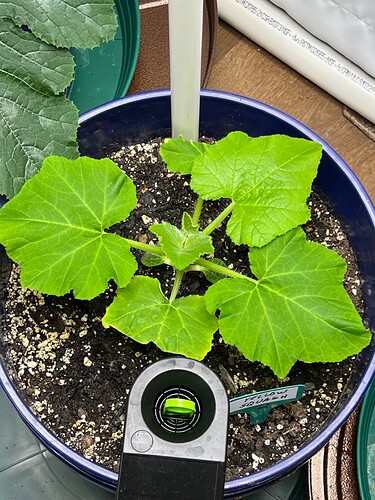 Yellow Squash 2 Day 33