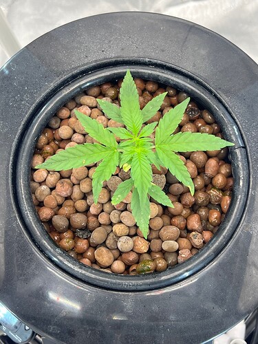 Plant 16 Day 13