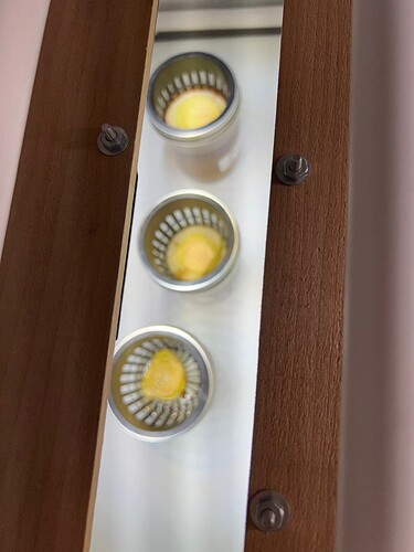 Onion Sprouts Day 24