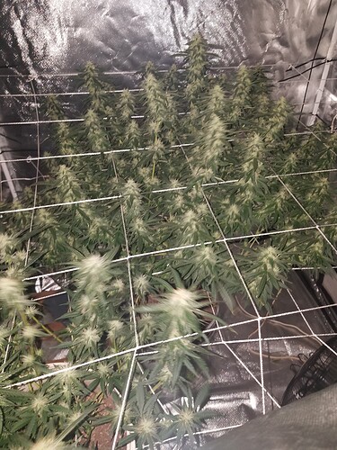 15629459613193362639302541292588