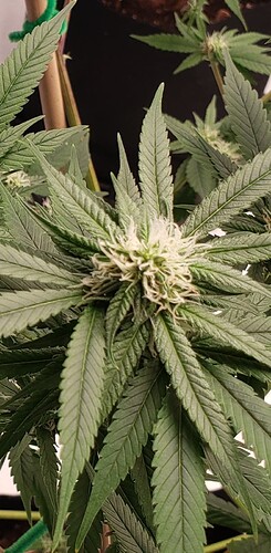 20211105_103806_resized