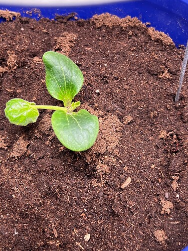 Zucchini in bucket Day 3
