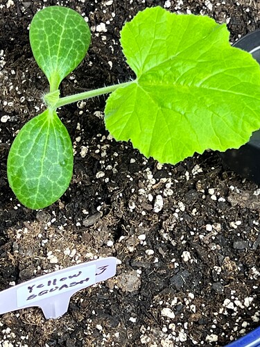 Yellow Squash 3 Day 18