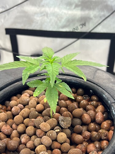 Plant 17 Day 13