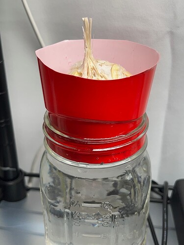 Garlic Clove Kratky Sprouting