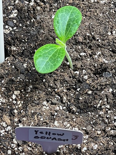 Yellow Squash 3 Day 13