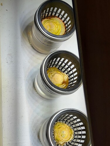 Onion Sprouts Day 27