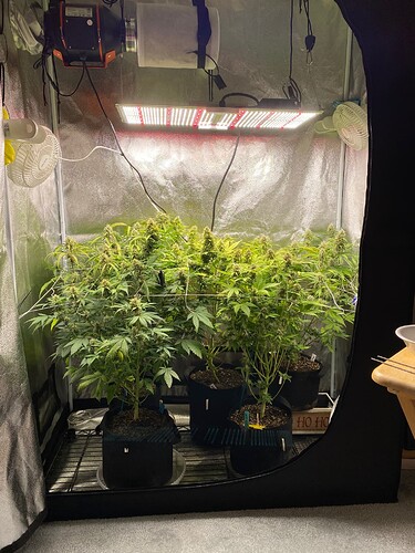 GT Day 62