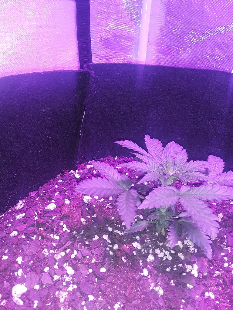 Blue cheese auto Grow from Home Growers Network Forum