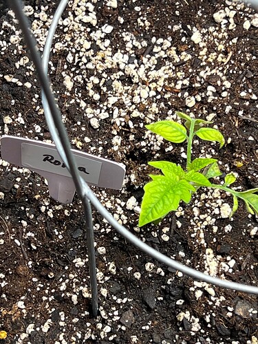 Roma Tomato Day 24