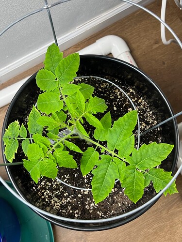 Cherry Tomato Day 43