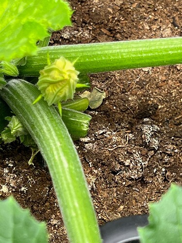 Zucchini Flower Day 40