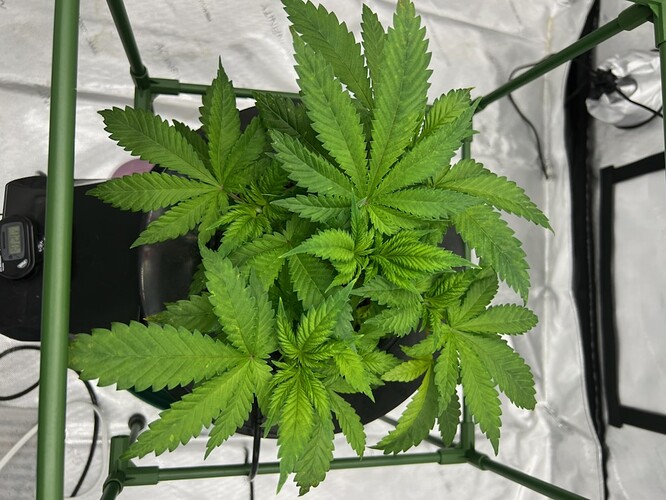 Day 27 a