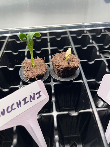Zucchini Sprouts Day 8