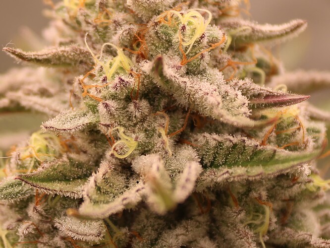 BudBlowUp