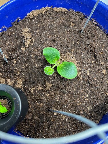 Zucchini in bucket Day 2