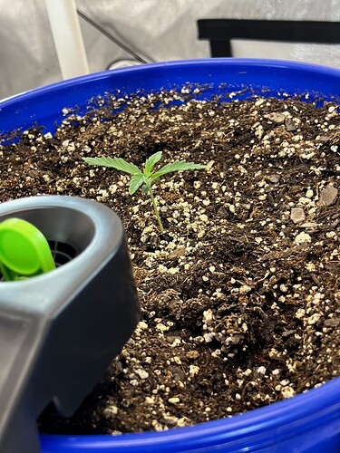 Monkey Slapz in the soil Day 7