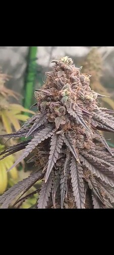 Screenshot_2025-10-07-05-37-57-39_92460851df6f172a4592fca41cc2d2e6