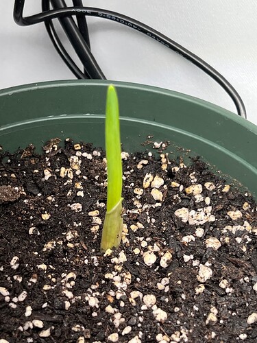 Garlic Sprout Day 21
