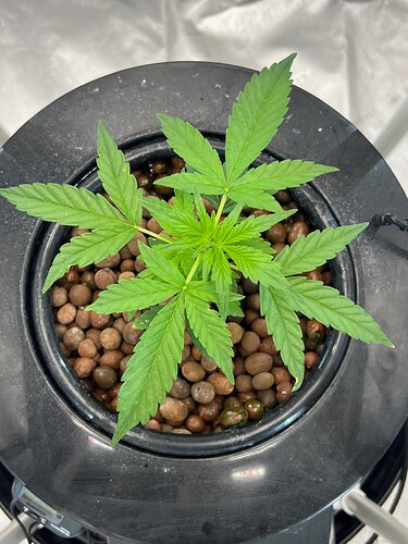 Plant 20 Day 16