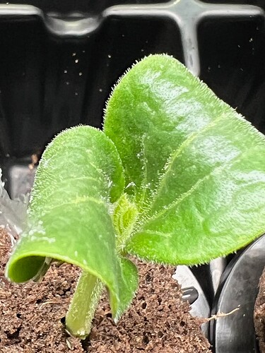 Zucchini growing new leaves.