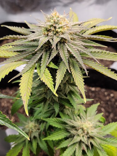 1116 (4)
