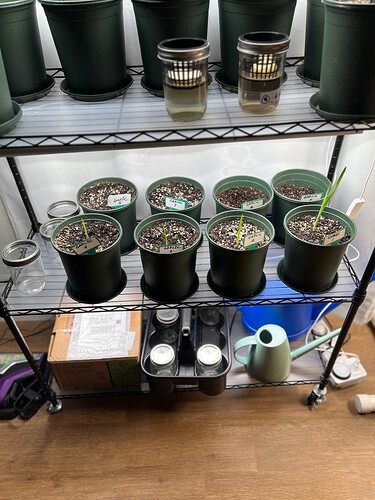 Garlic Day 25