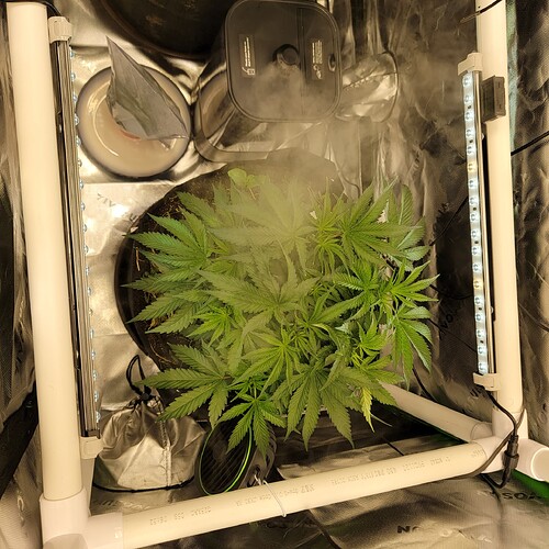 17609062569775719249968820277367