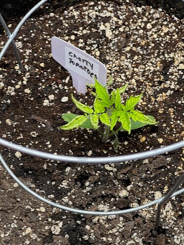 Cherry Tomato Day 26