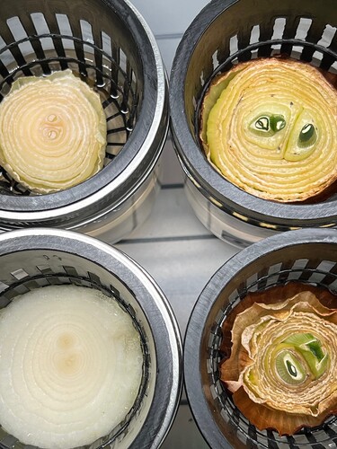 Onions Day 19 and Day 13 and Day 3