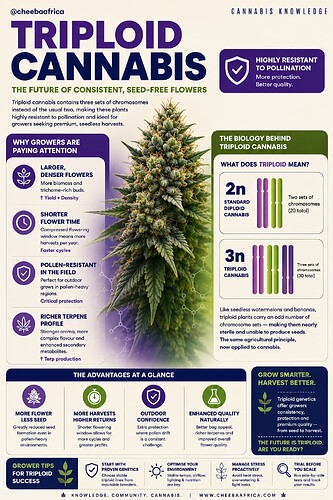 Triploid Cannabis seeds