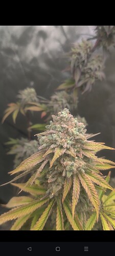 Screenshot_2025-10-06-13-03-14-09_92460851df6f172a4592fca41cc2d2e6