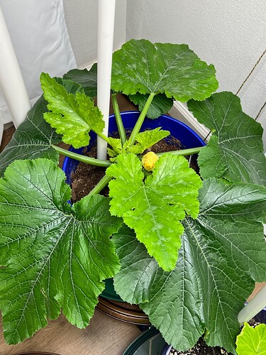 Zucchini Day 42
