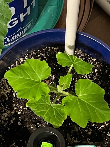 Yellow Squash 2 Day 30