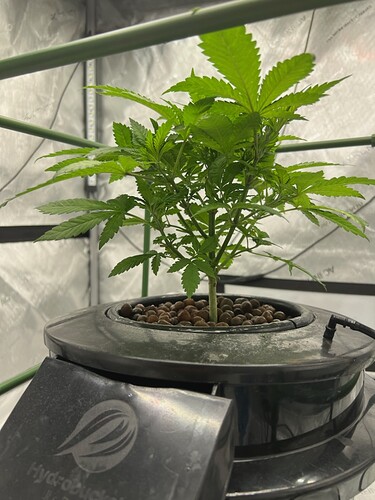 Day 27 b