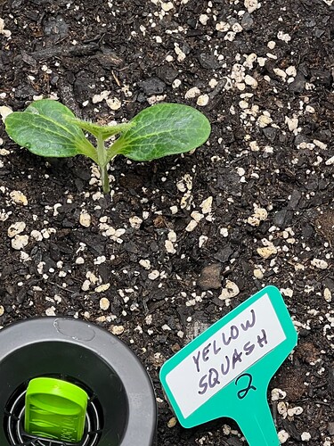 Yellow Squash 2 Day 15