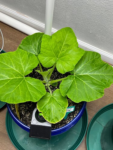 Yellow Squash 1 Day 33