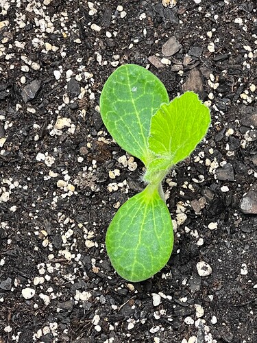Yellow Squash 3 Day 15
