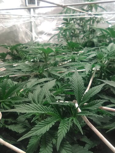 IMG_20200125_195200_1