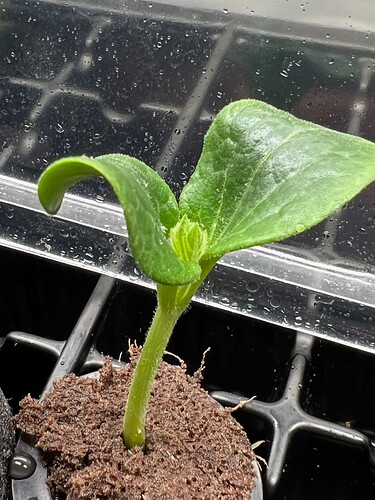 Zucchini Sprout Day 9