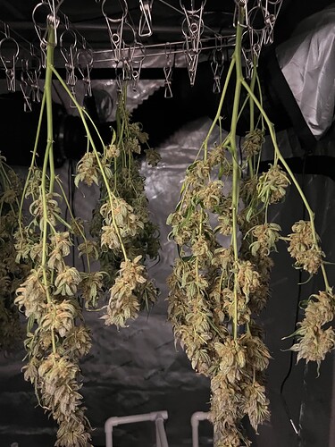 Day 3 drying