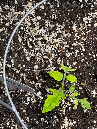 Roma Tomato Day 23