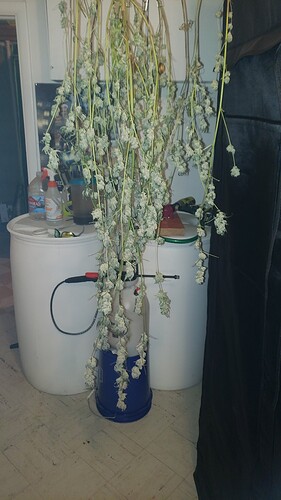 IMG-20200329-WA0005