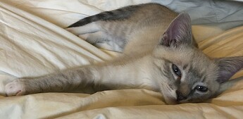 DA5C25A3-0D2D-4675-9CD2-0E110FA4786C_1_201_a